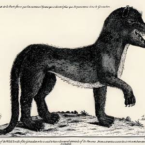 Жеводанский зверь, Beast of Gévaudan