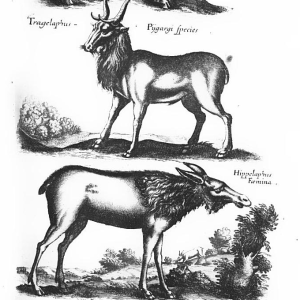 Трагелаф, Goat-stag — мифическое существо из древнегреческой мифологии - Греческая/Древнегреческая мифология