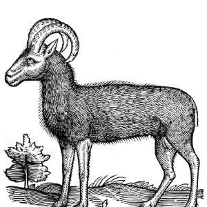 Трагелаф, Goat-stag — мифическое существо из древнегреческой мифологии - Греческая/Древнегреческая мифология