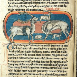 Трагелаф, Goat-stag — мифическое существо из древнегреческой мифологии - Греческая/Древнегреческая мифология