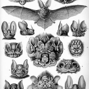 Вербэт, Camazotz — оборотень-летучая мышь из книг вымышленных существ - Книги вымышленных существ