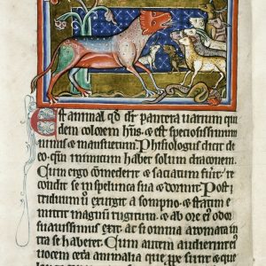Дракон, Draco — мифическое существо из мировой мифологии - Мировая мифология (Мифология и фольклор разных стран мира)