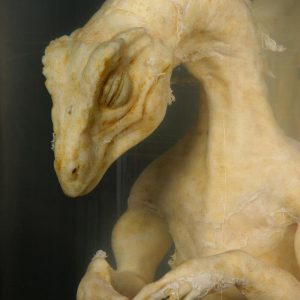 Дракон, Draco — мифическое существо из мировой мифологии - Мировая мифология (Мифология и фольклор разных стран мира)