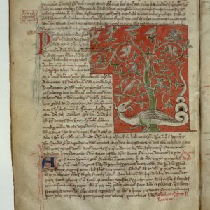 Дракон, Draco — мифическое существо из мировой мифологии - Мировая мифология (Мифология и фольклор разных стран мира)