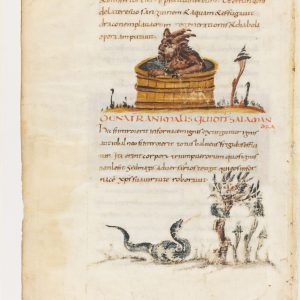 Дракон, Draco — мифическое существо из мировой мифологии - Мировая мифология (Мифология и фольклор разных стран мира)