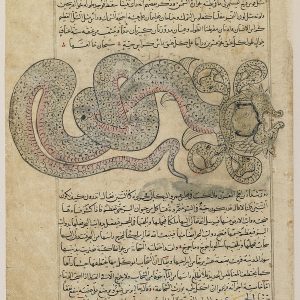 Дракон, Draco — мифическое существо из мировой мифологии - Мировая мифология (Мифология и фольклор разных стран мира)
