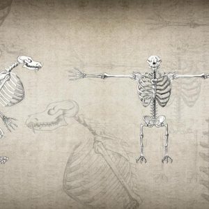 Оборотень, Werewolf — оборотень из мировой мифологии - Мировая мифология (Мифология и фольклор разных стран мира)
