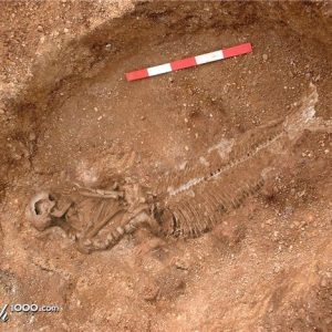 Русалка, Mermaid — мифическое существо из мировой мифологии - Мировая мифология (Мифология и фольклор разных стран мира)