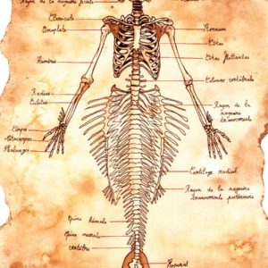 Русалка, Mermaid — мифическое существо из мировой мифологии - Мировая мифология (Мифология и фольклор разных стран мира)