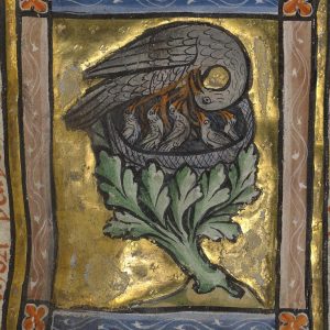 Пеликан, Honocrotalus — мифическая птица из мировой мифологии - Мировая мифология (Мифология и фольклор разных стран мира)