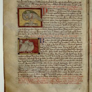 Пеликан, Honocrotalus — мифическая птица из мировой мифологии - Мировая мифология (Мифология и фольклор разных стран мира)