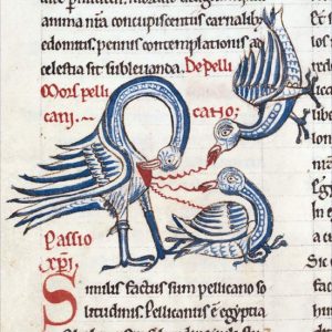 Пеликан, Honocrotalus — мифическая птица из мировой мифологии - Мировая мифология (Мифология и фольклор разных стран мира)