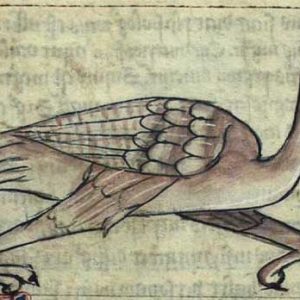 Аист, Cicaniae — мифическая птица из славянской мифологии - Славянская мифология