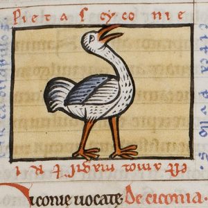 Аист, Cicaniae — мифическая птица из славянской мифологии - Славянская мифология