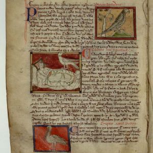 Аист, Cicaniae — мифическая птица из славянской мифологии - Славянская мифология