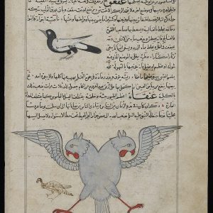 Анка, Anqa — мифическая птица из арабской мифологии - Арабская мифология