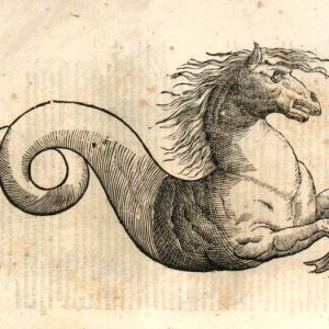 Гиппокамп, Hippocamp — мифическое существо из древнегреческой мифологии - Греческая/Древнегреческая мифология