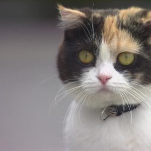 Нэко, Neko — ёкай из японской мифологии - Японская мифология