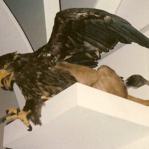 Грифон, Griffon — мифическое существо из греческой мифологии - Греческая/Древнегреческая мифология