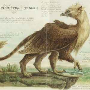 Грифон, Griffon — мифическое существо из греческой мифологии - Греческая/Древнегреческая мифология