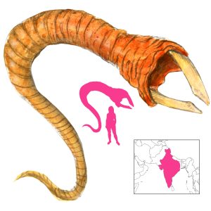 Скулекс, Indus Worm — чудовище из греческой/древнегреческой мифологии, европейской мифологии, средневековья - Средневековье  (бестиарий, геральдика, мифология)