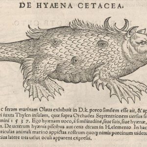 Ваттерсвейн, Dutch Watterswyn, and other marine pig monsters — морское чудовище из мировой мифологии - Мировая мифология (Мифология и фольклор разных стран мира)
