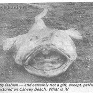Монстр с острова Кэнви, Canvey Island Monster — чудовище из городских легенд - Городские легенды