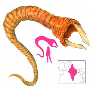 Скулекс (Индский червь), Indus Worm