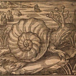 Филосмон, или балтийские морские улитки Теве, Philosmon, or Thevet’s Baltic Sea snails [16th century; miscellaneous) - Криптиды