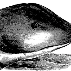 Морской змей Рострона, Rostron’s Sea Serpent — морское чудовище из мифологии Криптиды - Криптиды