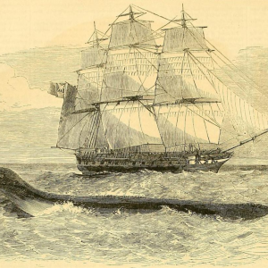 Морской змей Рострона, Rostron’s Sea Serpent — морское чудовище из мифологии Криптиды - Криптиды