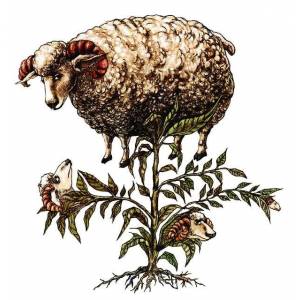 Баранец, Vegetable Lamb of Tartary