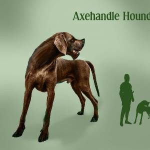 Топороголовая собака, Axehandle hound