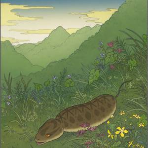 Цутиноко, Tsuchinoko