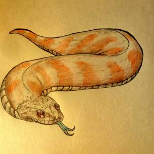 Цутиноко, Tsuchinoko